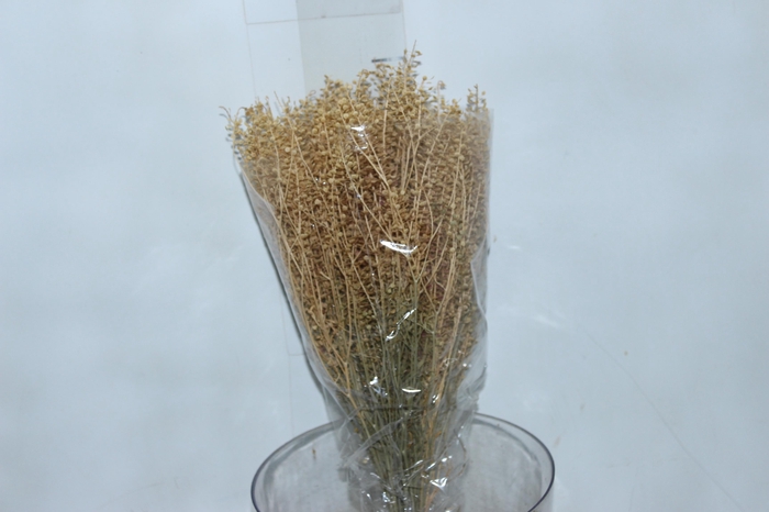 PLANTA SECA SEMENTINHA ALVEJADA 50CM