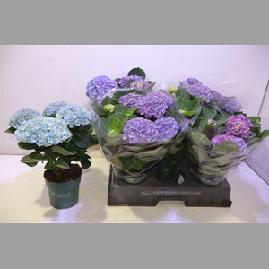 Hydr M Mag Evolution