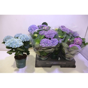 arr8 Hydr M Mag Evolution