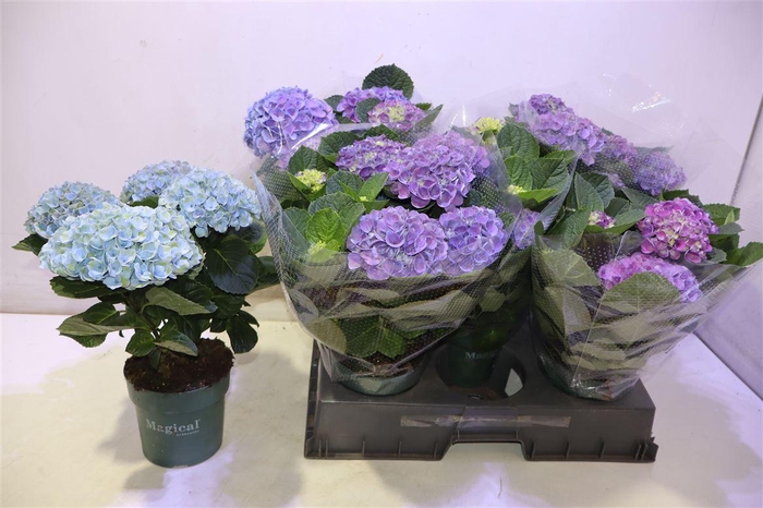 <h4>arr8 Hydr M Mag Evolution</h4>