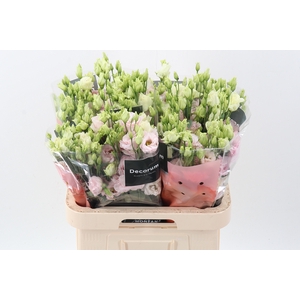 Eus G Chac Soft Pink