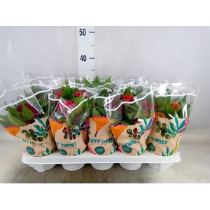 Celosia arg. CR 'Twisted'   ...mix