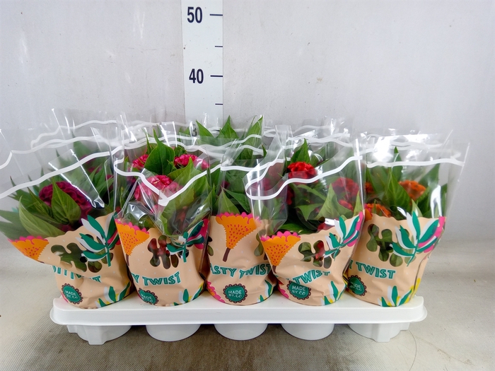 <h4>Celosia arg. CR 'Twisted'   ...mix</h4>