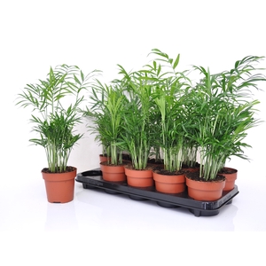 CHAMAED ELEGANS