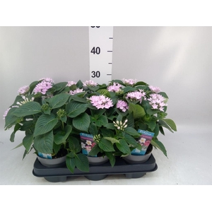 Pentas lanceolata 'Starclust Laven'