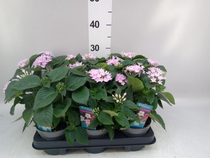 <h4>Pentas lanceolata 'Starclust Laven'</h4>