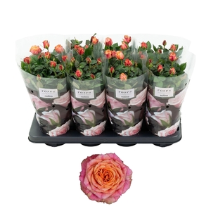 Nolina Roses Ø 13 cm Orange