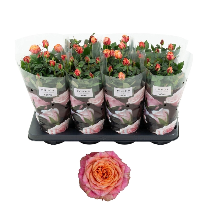 <h4>Nolina Roses Ø 13 cm Orange</h4>