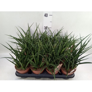 Sansevieria  'Fernwood'
