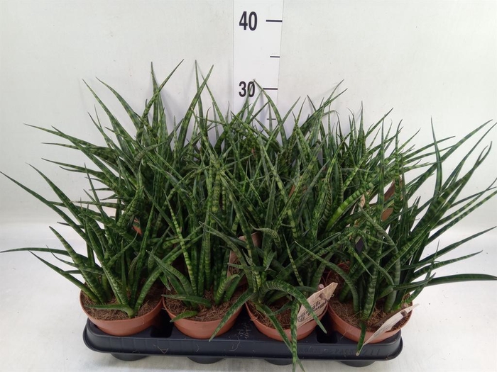 <h4>Sansevieria  'Fernwood'</h4>