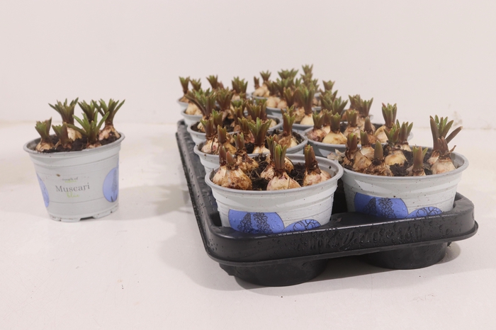 <h4>MUSCAR ARMENIACUM</h4>