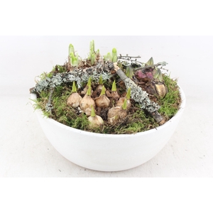 arr4 Bollenmix MB - Beton schaal white L