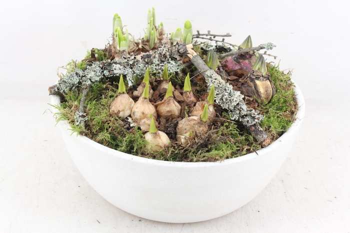 <h4>arr4 Bollenmix MB - Beton schaal white L</h4>