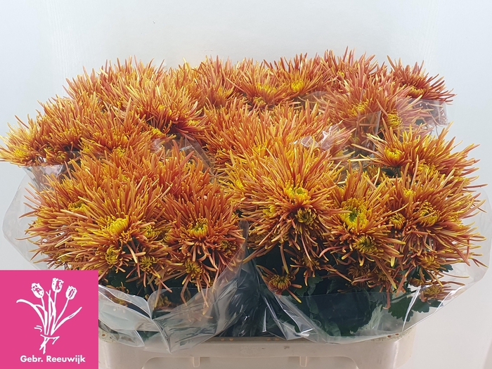 <h4>CHR T BRONZE SPIDER</h4>