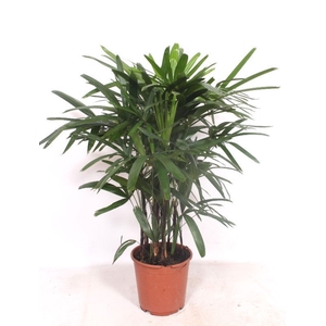 Rhapis excelsa