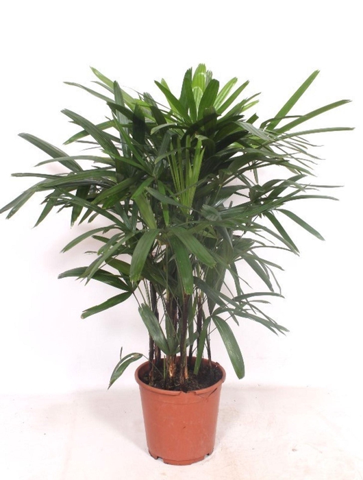 <h4>Rhapis excelsa</h4>