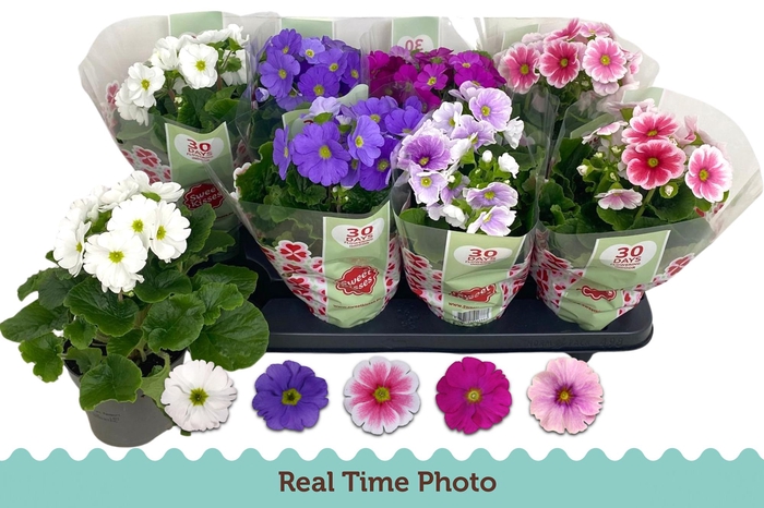 <h4>PRIM OB TM GEM</h4>