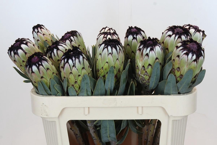 <h4>Protea Niobe</h4>