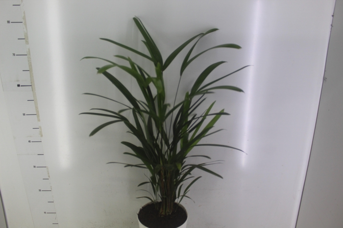 <h4>PALMEIRA RAPHIS P17</h4>