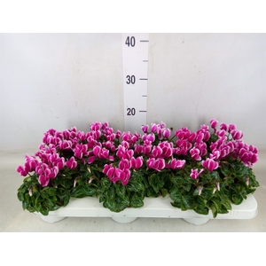 Cyclamen KL 'Snowridge Mini'