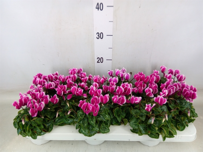 <h4>Cyclamen KL 'Snowridge Mini'</h4>