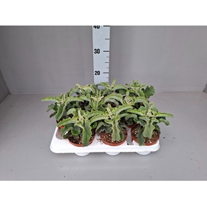 Kalanchoe NF   ...