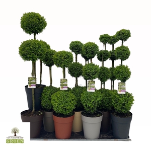 Buxus semp. Mix shelf: 12x Various shapes, pot 27, 3xQuatro-3xTrio-3xDuo-3xStem