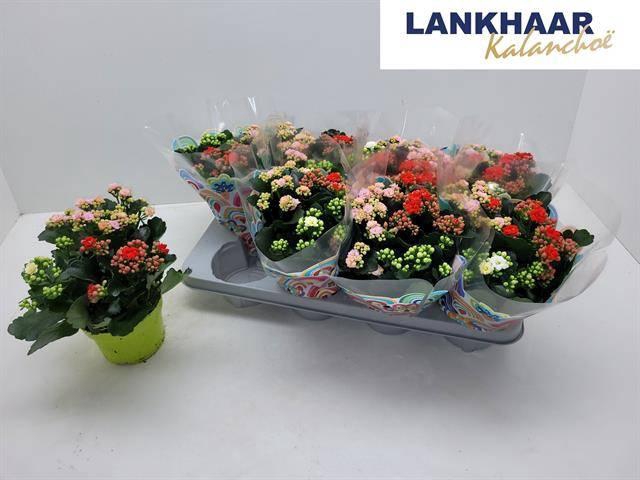 <h4>KAL GE GEM I POT</h4>