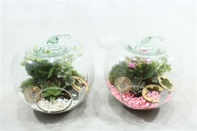 <h4>3336 GLAZEN APPEL</h4>