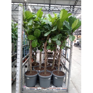 Ficus lyrata