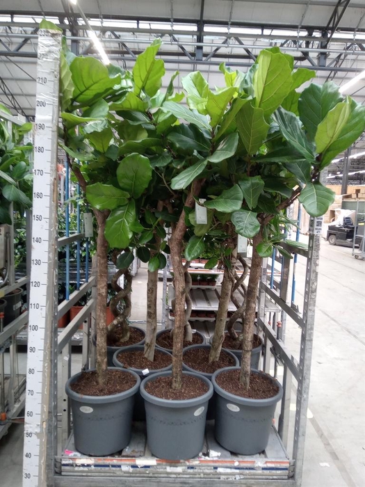 <h4>Ficus lyrata</h4>