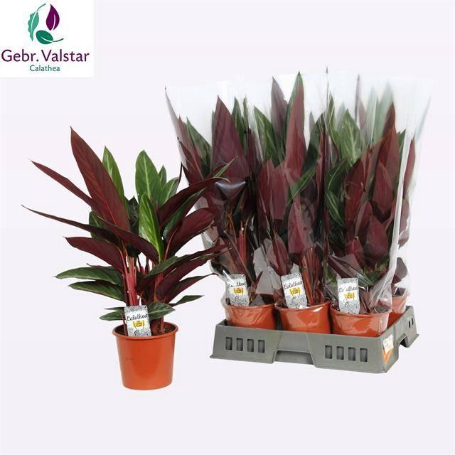 <h4>STROM SA STRIPESTAR</h4>