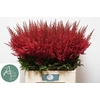 Astilbe paul gaarder