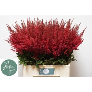 Astilbe paul gaarder