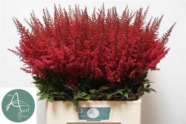 <h4>Astilbe paul gaarder</h4>