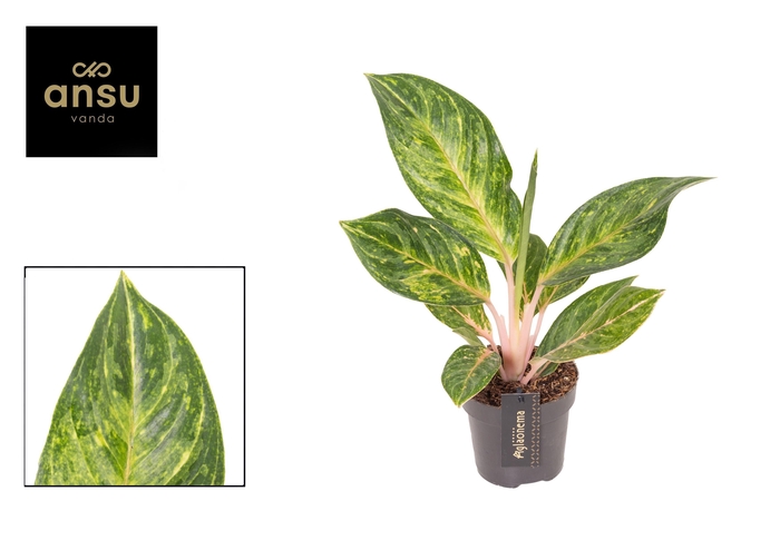 <h4>Aglaonema Peach Pearl</h4>
