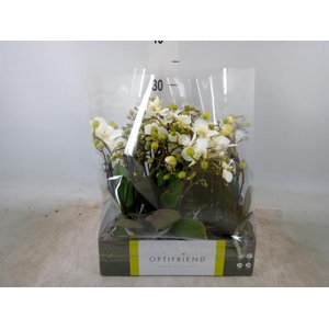 Phalaenopsis multi.   ...white