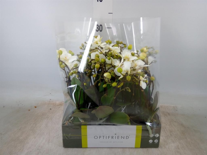 <h4>Phalaenopsis multi.   ...white</h4>