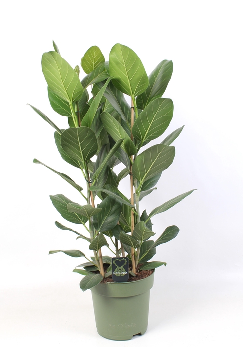 <h4>Ficus Audrey toef 3 stekken pp</h4>