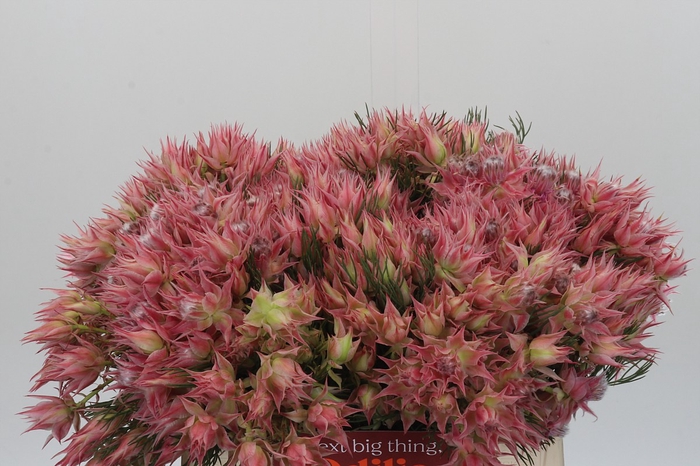 Blushing Bride Ayoba Morning Star
