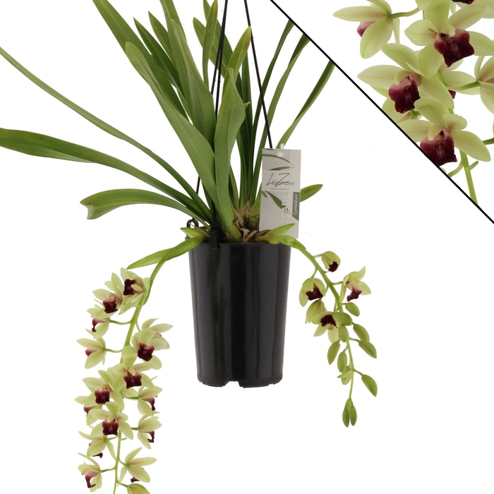 <h4>Jaina 2 tak</h4>