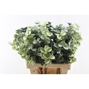 Droog Eucalyptus Fijn Green