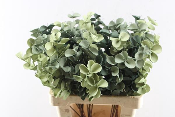 <h4>Droog Eucalyptus Fijn Green</h4>