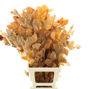 Pres Beech Leafs Orange