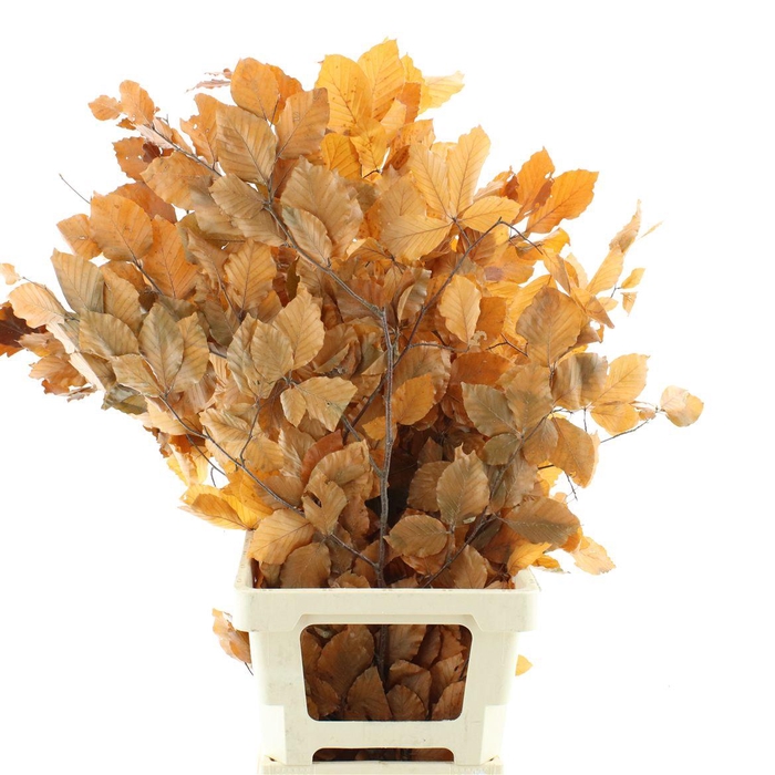<h4>Pres Beech Leafs Orange</h4>