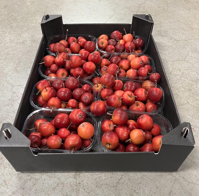 <h4>SIERFRUIT MALUS APPELTJES ROOD X8</h4>