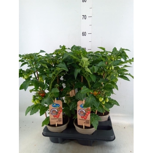 Solanum lycopersicum   ...