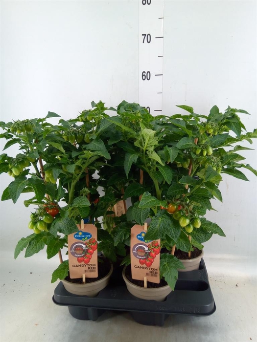 <h4>Solanum lycopersicum   ...</h4>