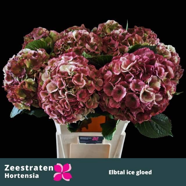 <h4>HYDR M ELBTAL CL</h4>