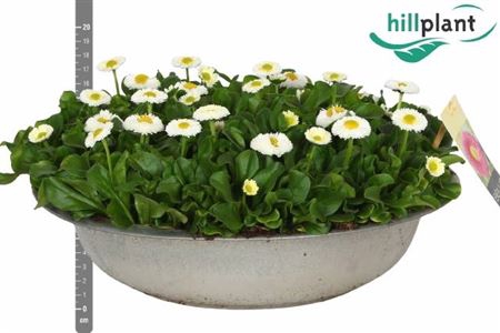 <h4>Bellis P Kl Bel Whit</h4>